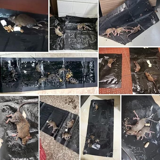 Tapis piège à souris collante : 1m20 sur 28Cm ( 3 articles )